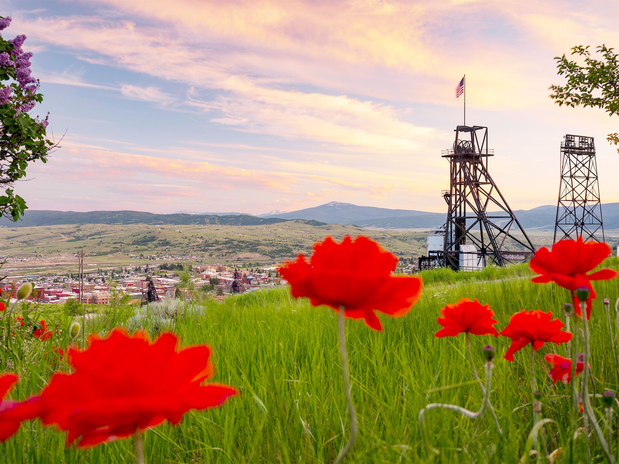 Red flowers on hilltop field overlooking Butte, Montana