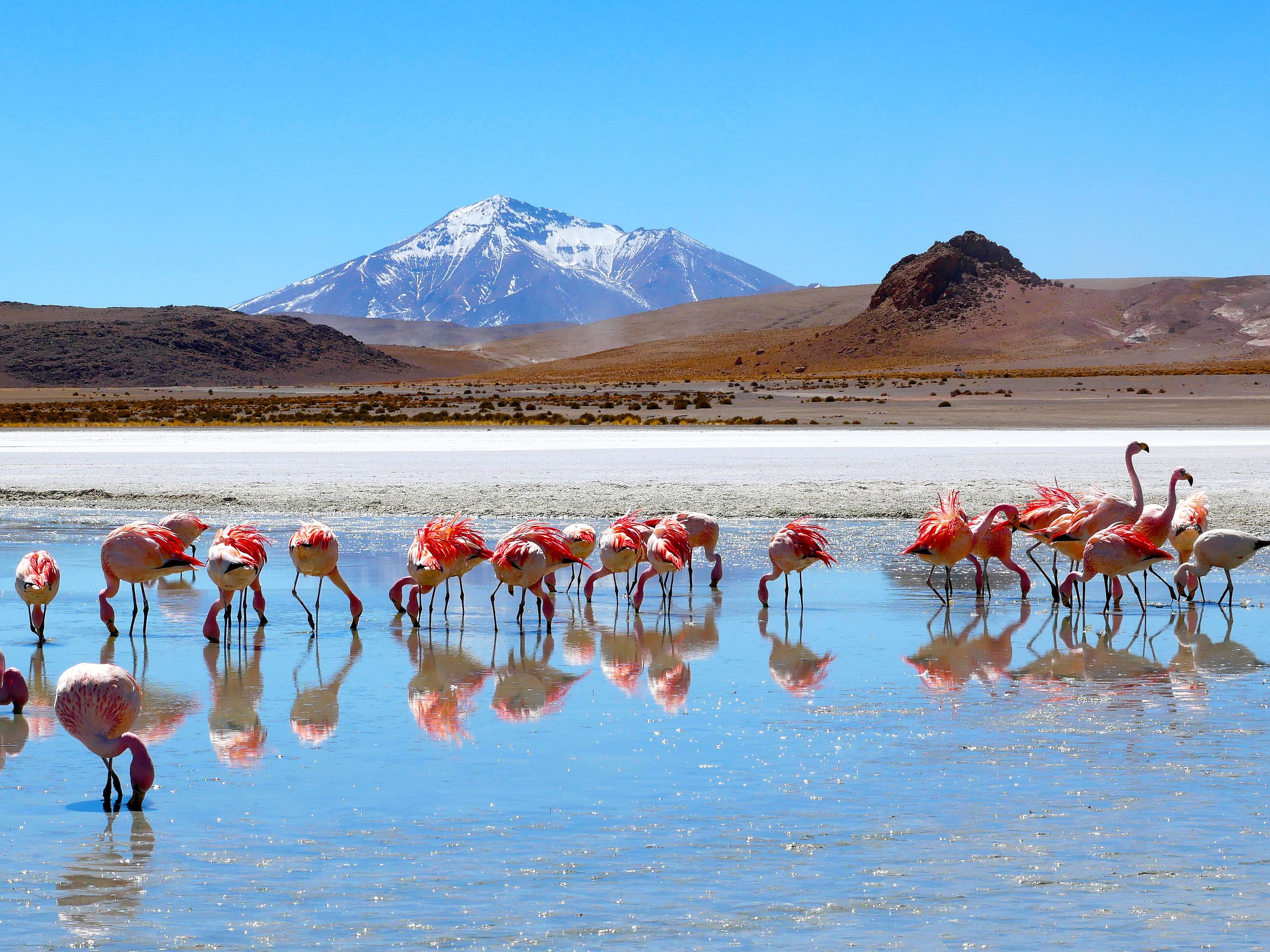 Flamingoes in water collected on Salar de Uyuni salt flat in Bolivia