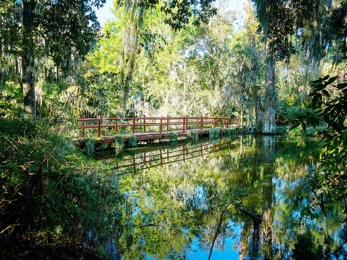 Old-growth forest in Congaree National Park