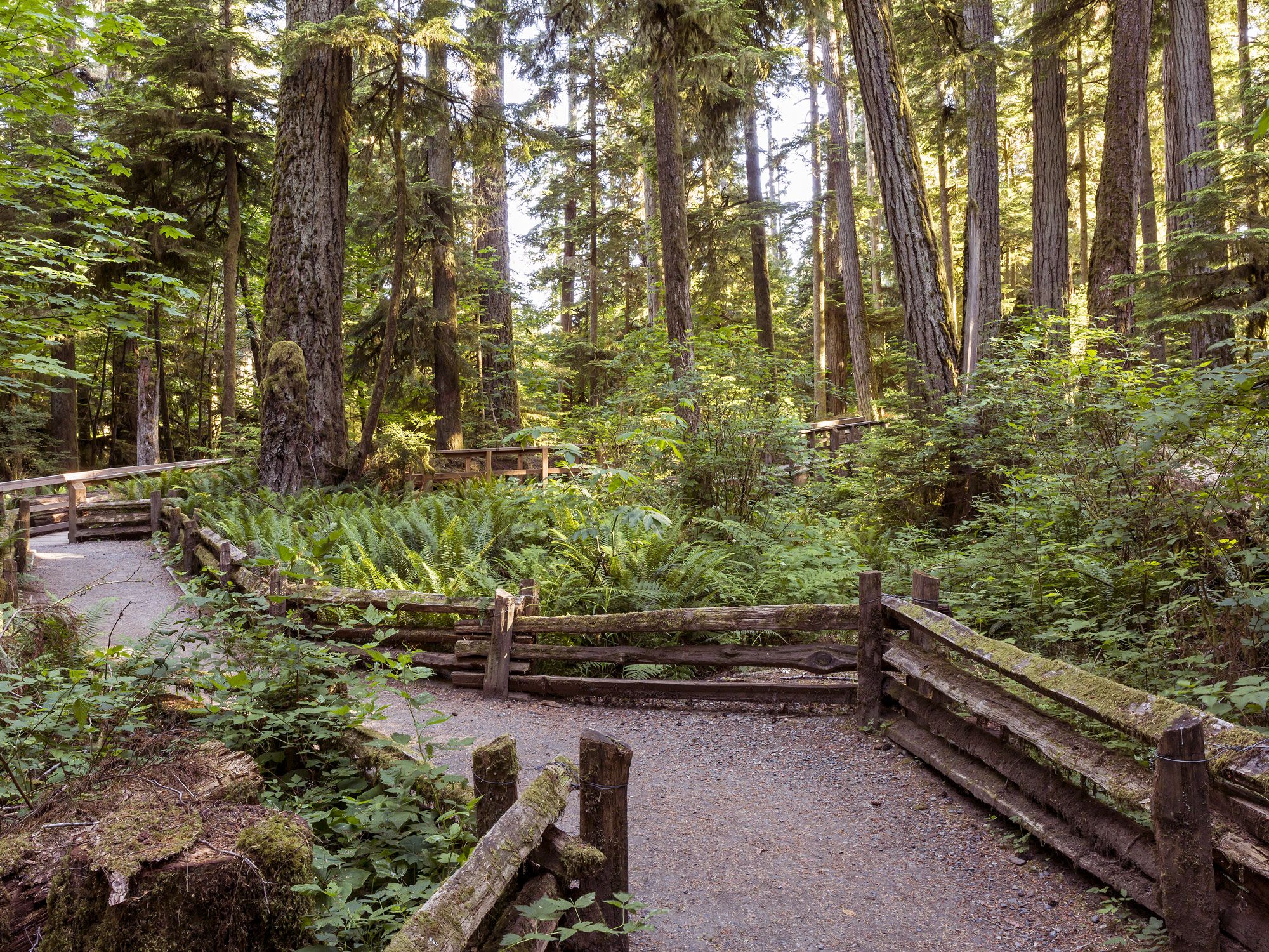 Forest pathway through Cathedral Grove, British Columbia