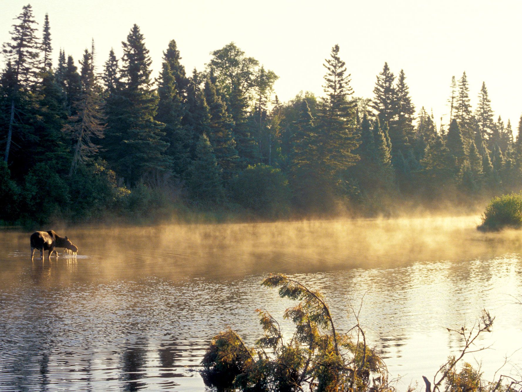 Moose wading in misty waters of Isle Royale, Michigan 