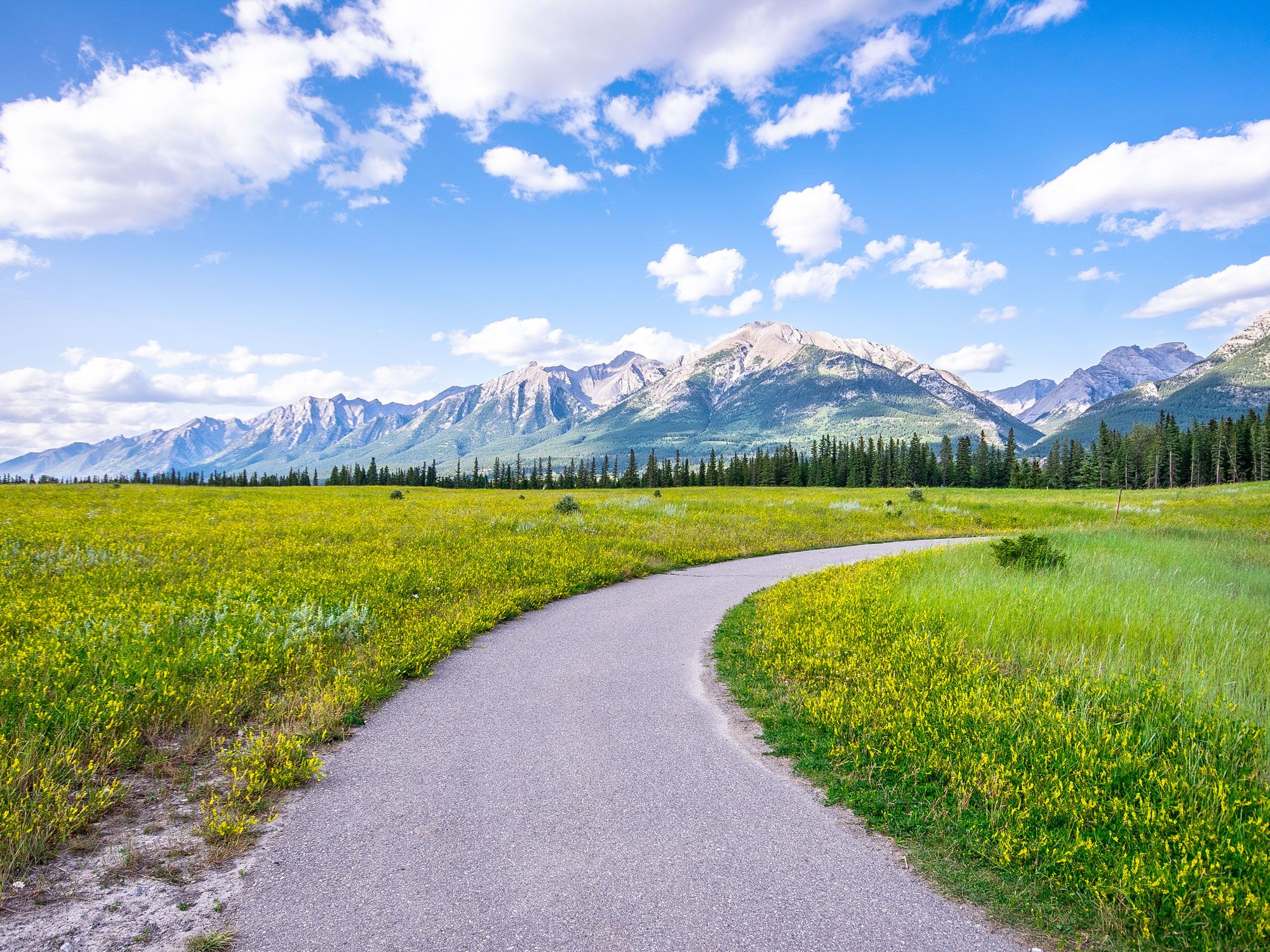 A section of the Trans Canada Trail through flower-filled meadow in Alberta