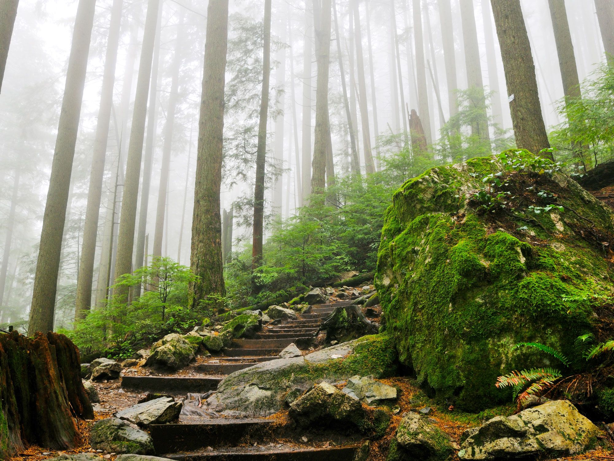 Image of a rainforest in Canada