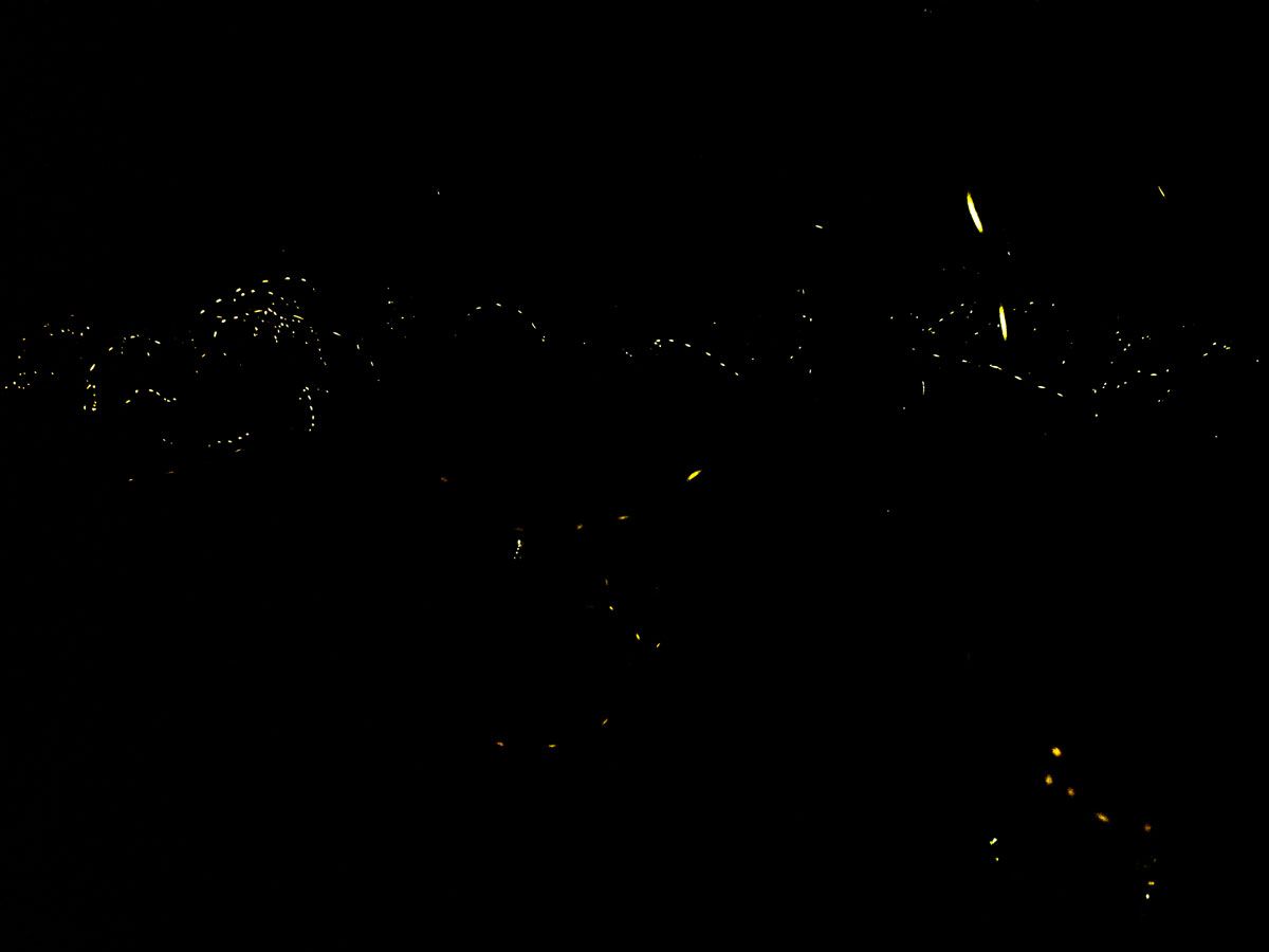 Synchronous fireflies seen at night in Great Smoky Mountains National Park