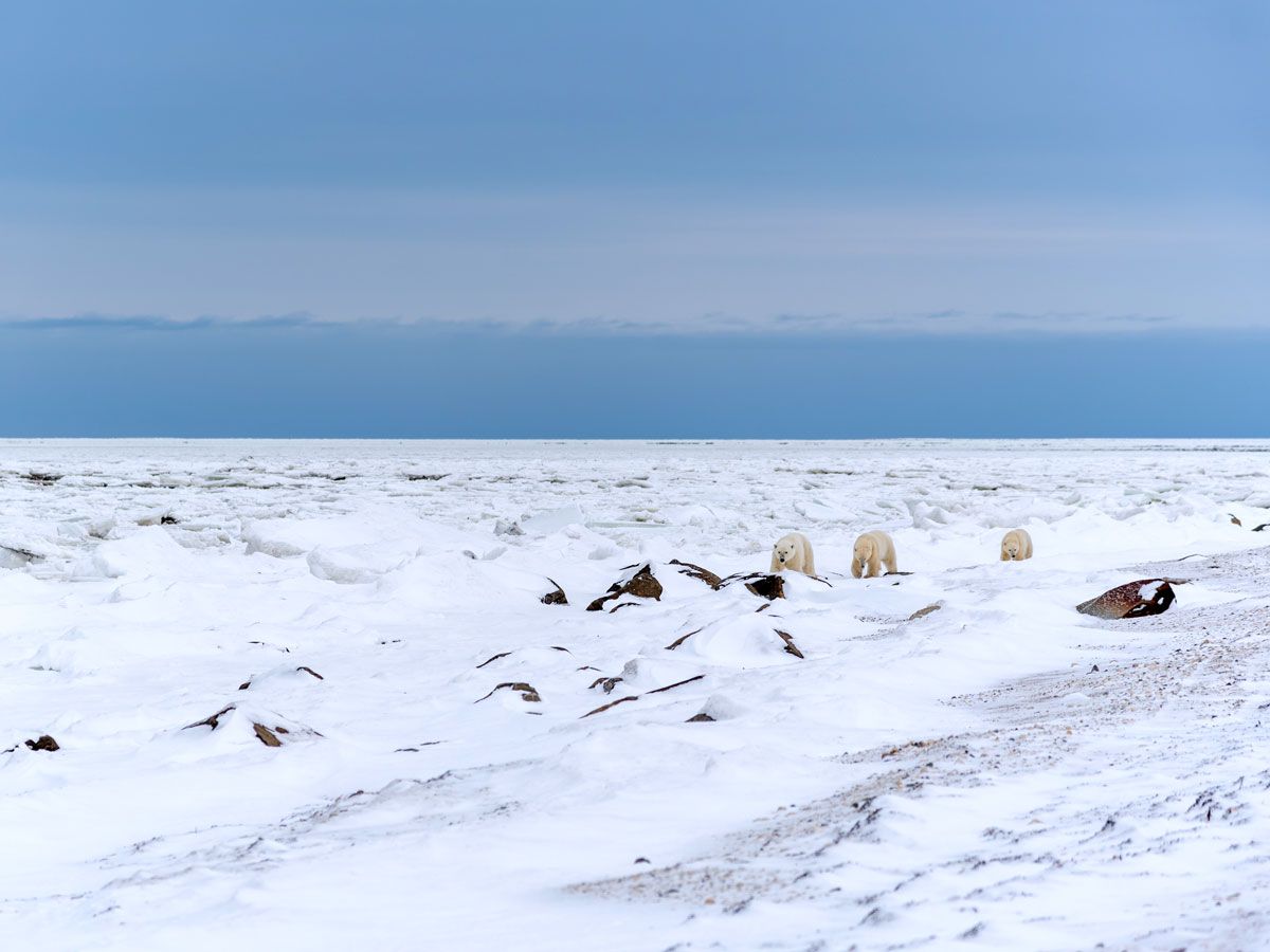 Pack of polar bears roaming snowy landscape