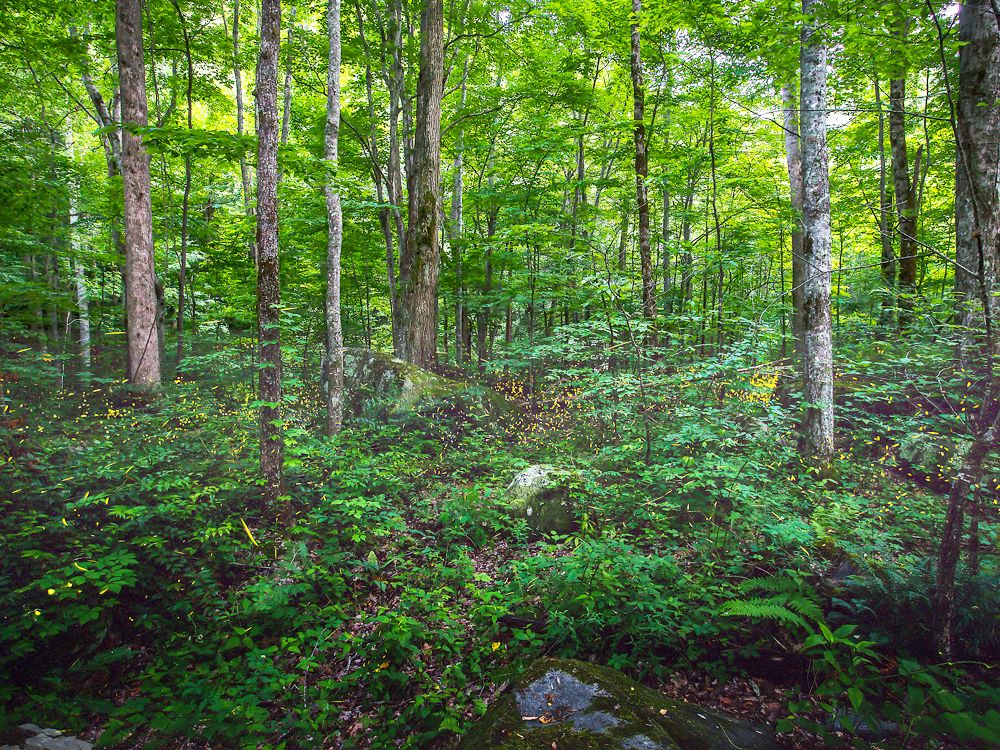 Synchronous fireflies flashing lights in Great Smoky Mountains National Park