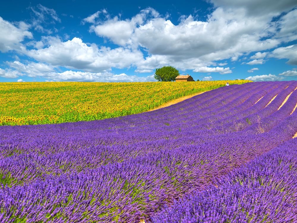 Vibrant purple lavender fields and yellow sunflower fields in Provence, France