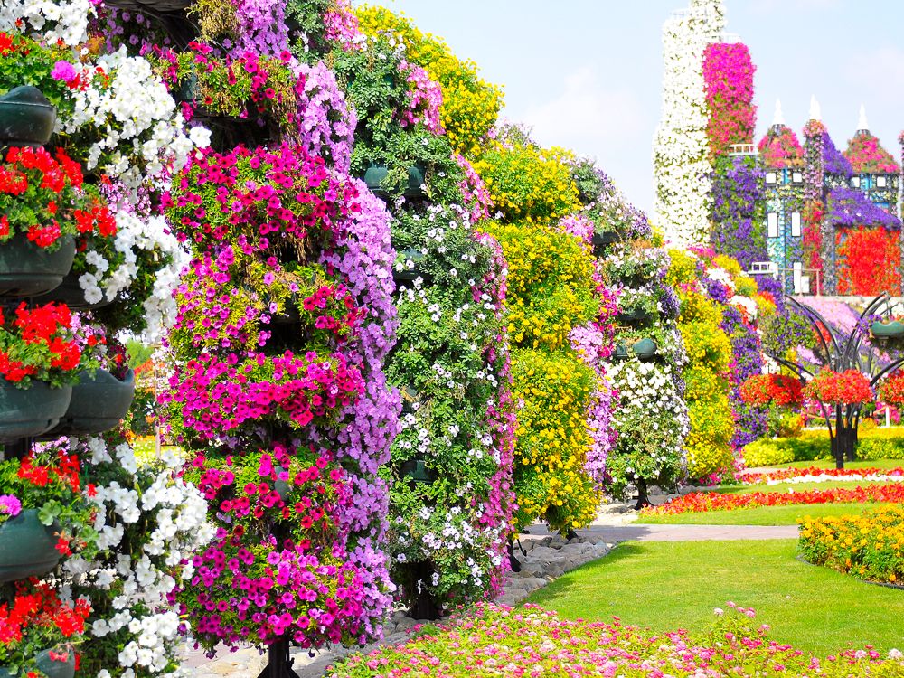 Wall of flowering plants at Dubai Miracle Garden