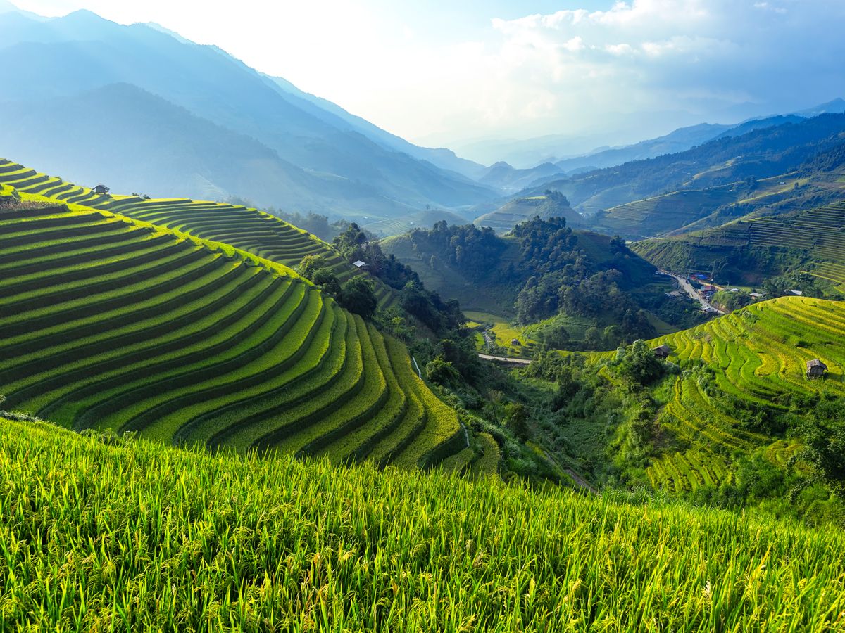 Terraced rice fields on hills in Vietnam