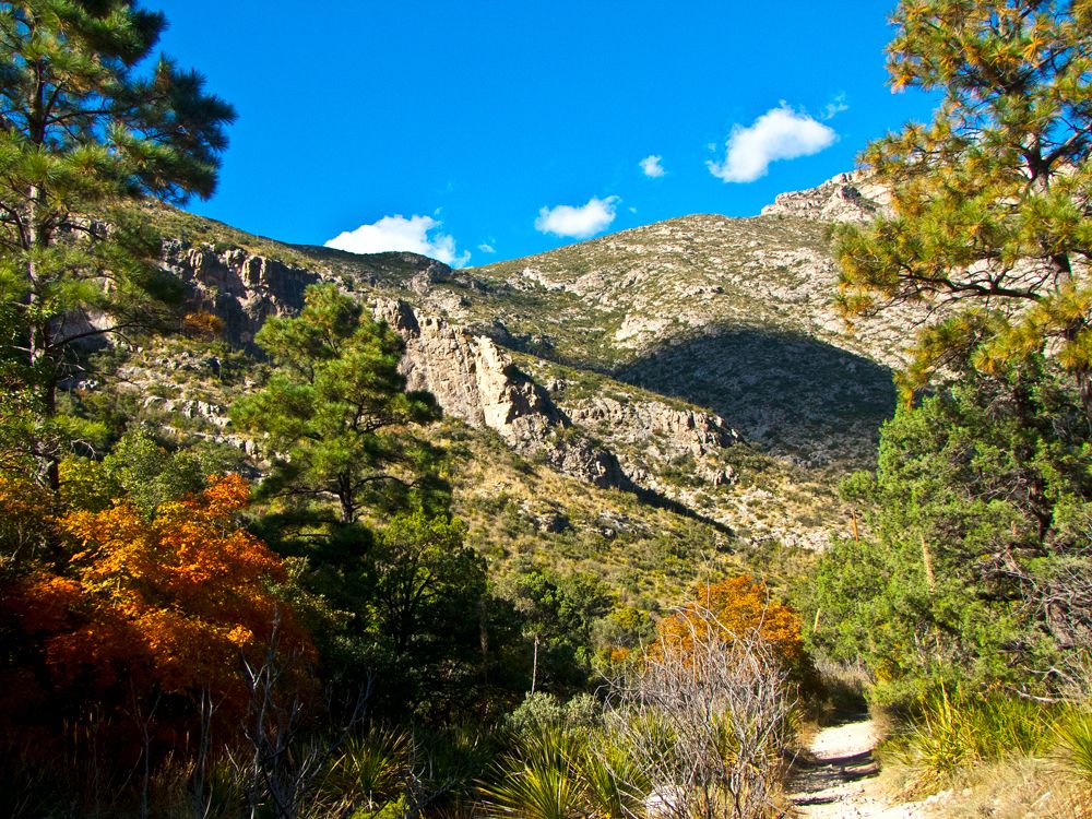 Hiking trail through foliage of McKittrick Canyon in Texas