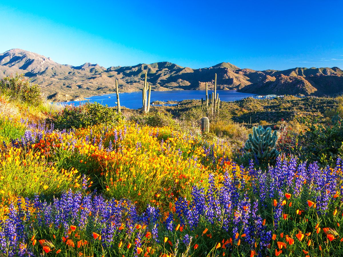 Colorful flowers blooming among cacti in Arizona