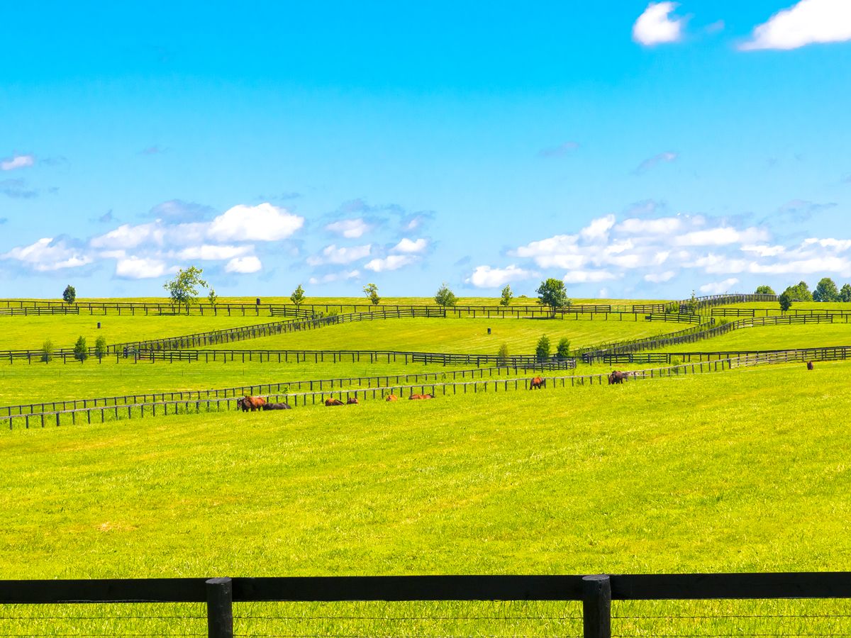 Rolling green pastures of Kentucky horse farm