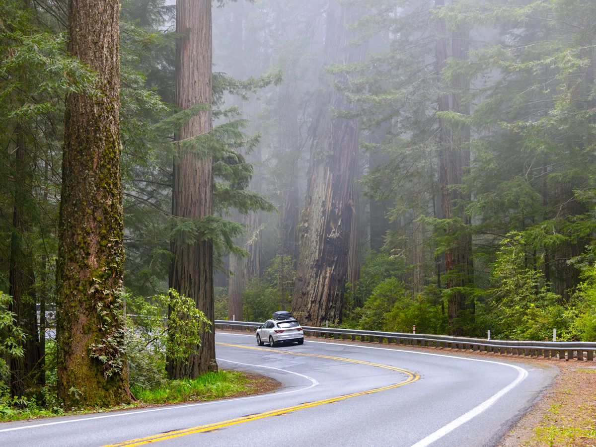Car driving past towering redwoods on Highway 101