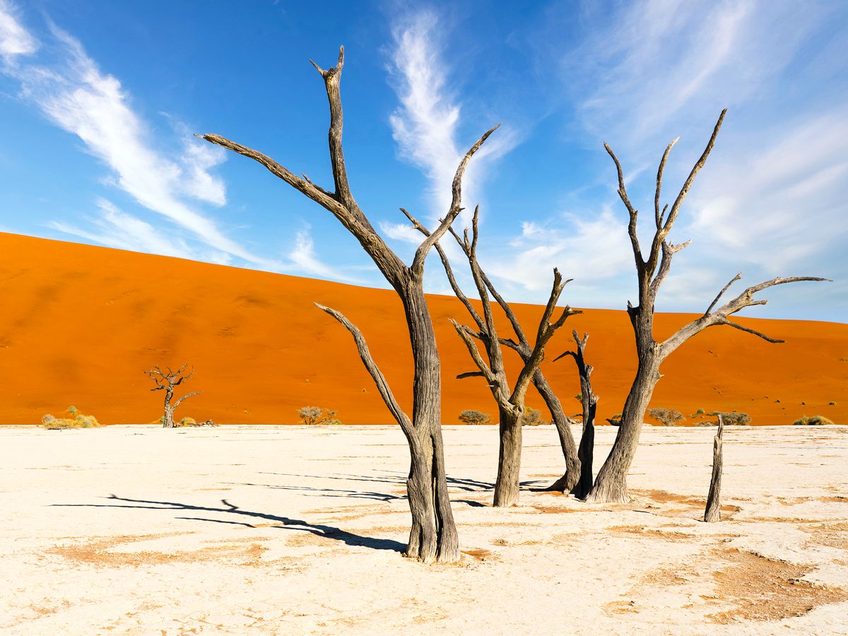 Bare, twisted trees surrounded by sand dunes in Deadvlei clay pan in Namibia 