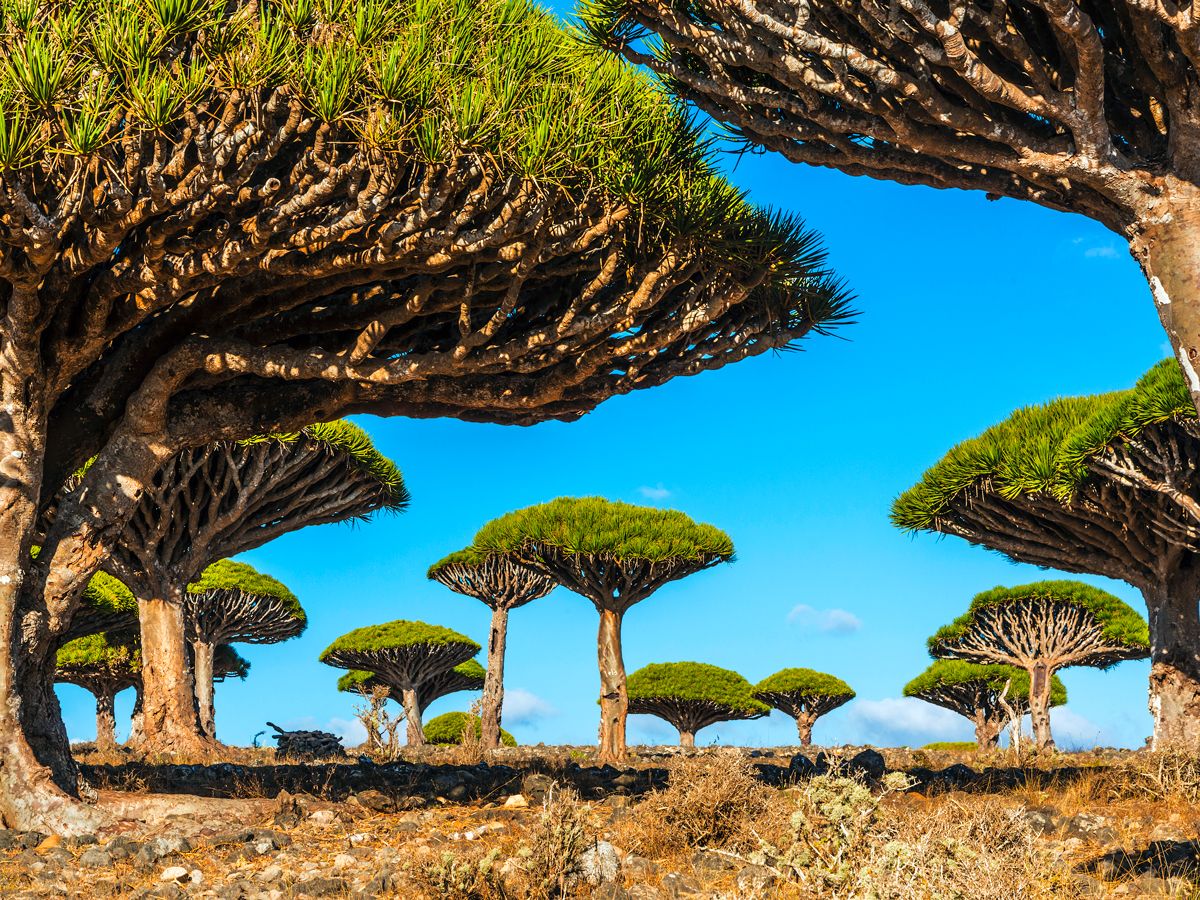 Dragon's blood trees on Socotra island in Yemen