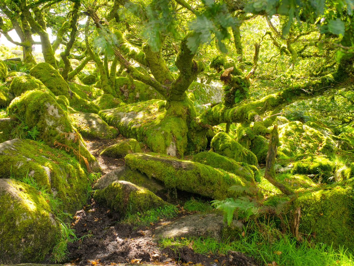Moss-covered trees in Wistman's Wood in England