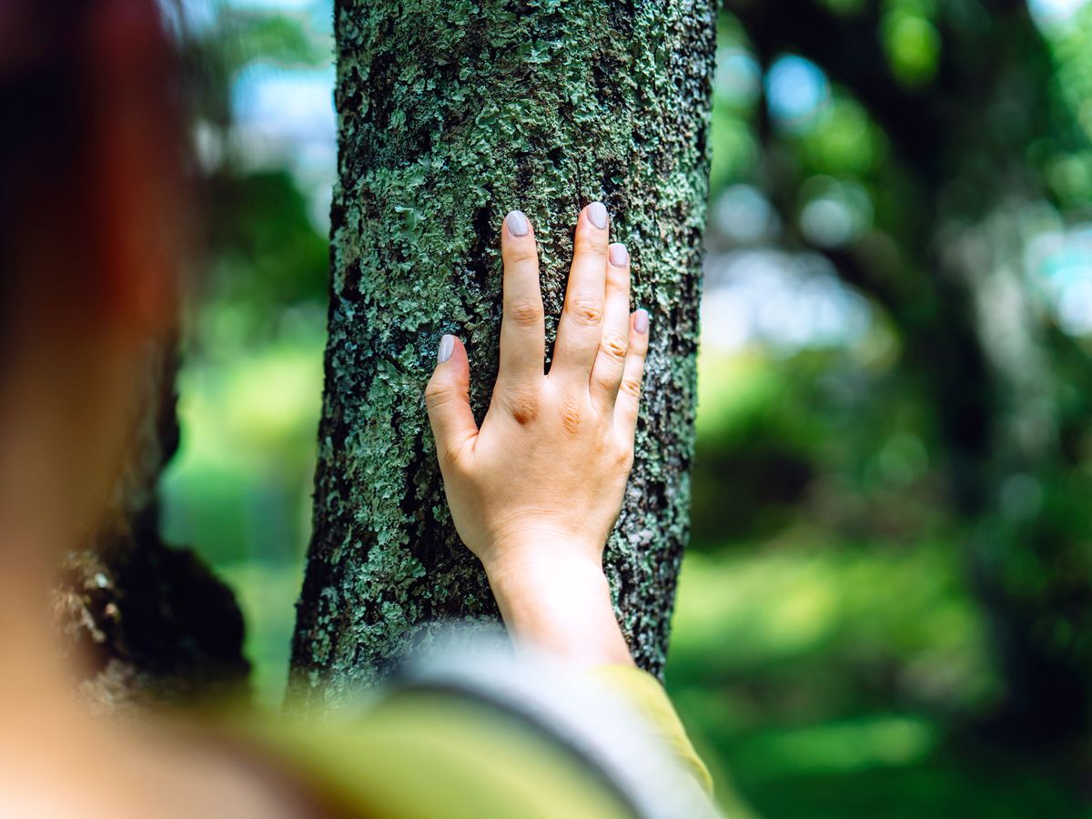 Person touching tree trunk