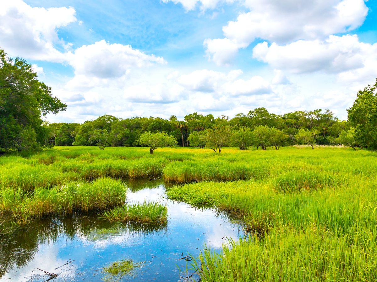 Wetlands of Everglades National Park in Florida
