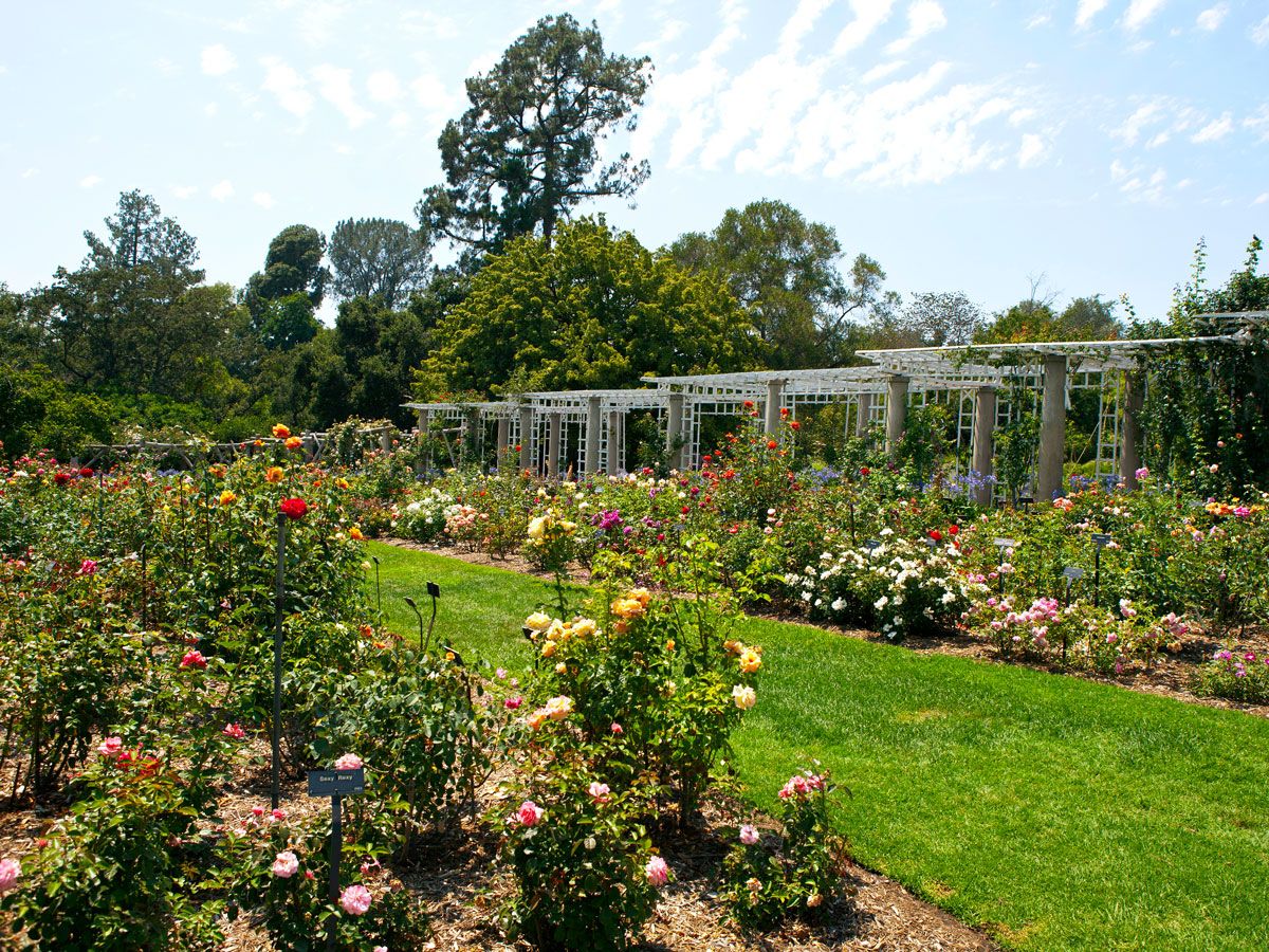 Flower gardens at the Huntington Library, Art Museum, and Botanical Gardens in San Marino, California