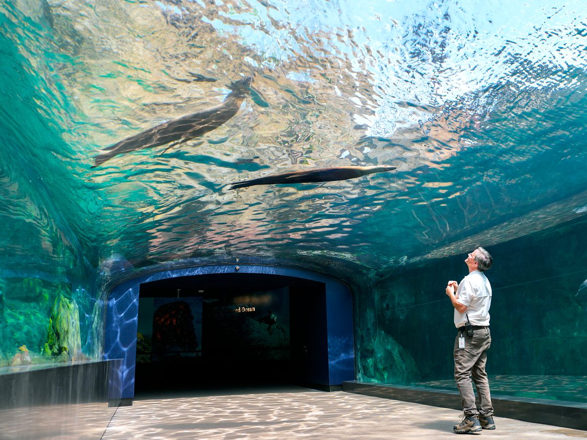 Person viewing sea lions swim overhead at the Houston Zoo in Texas