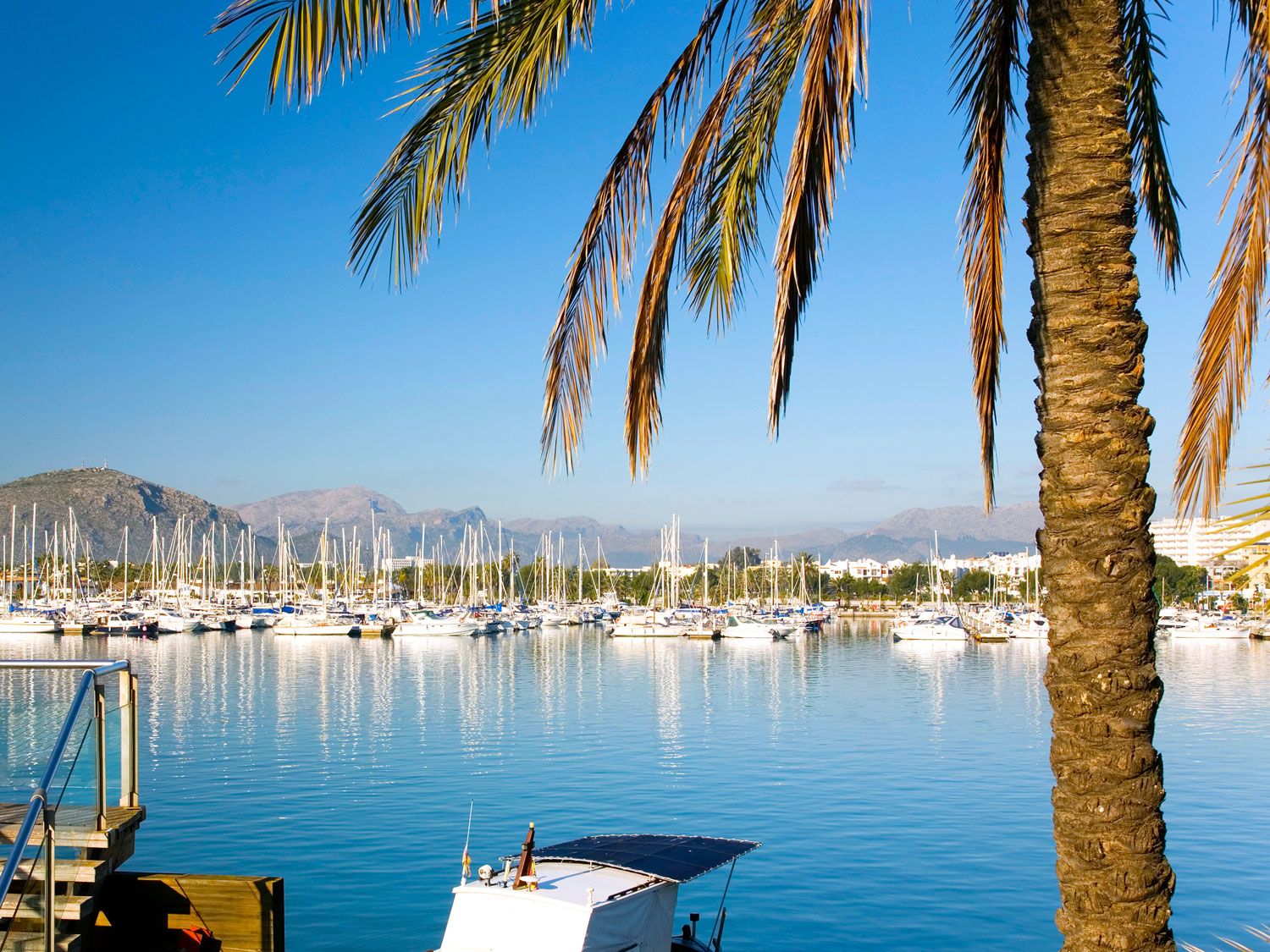 Palm tree over marina in the Balearic Islands of Spain
