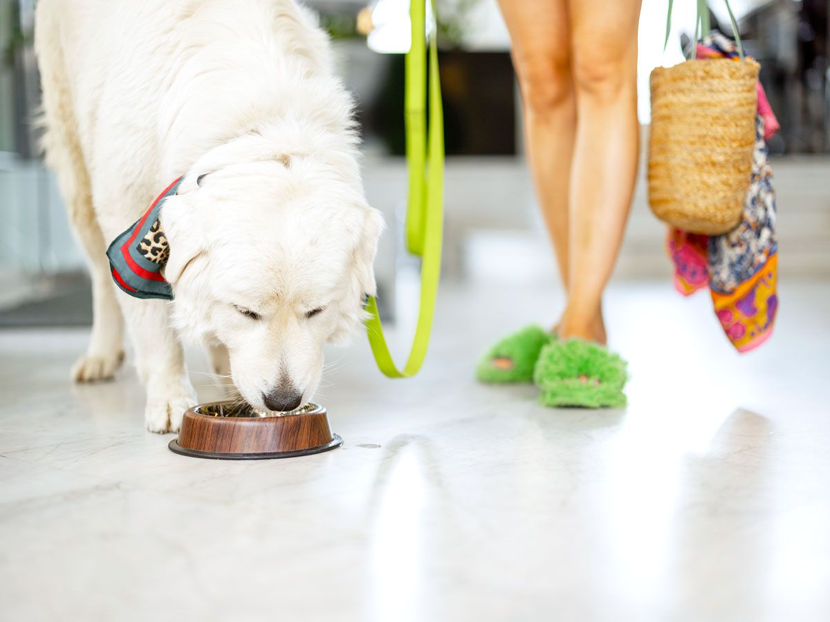 Dog on leash drinking water out of bowl