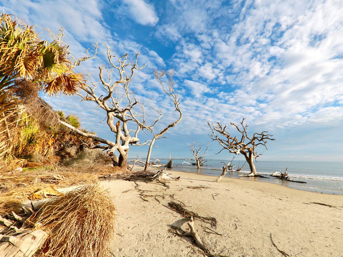 Twisted barren trees on sandy beach on Jekyll Island, Georgia