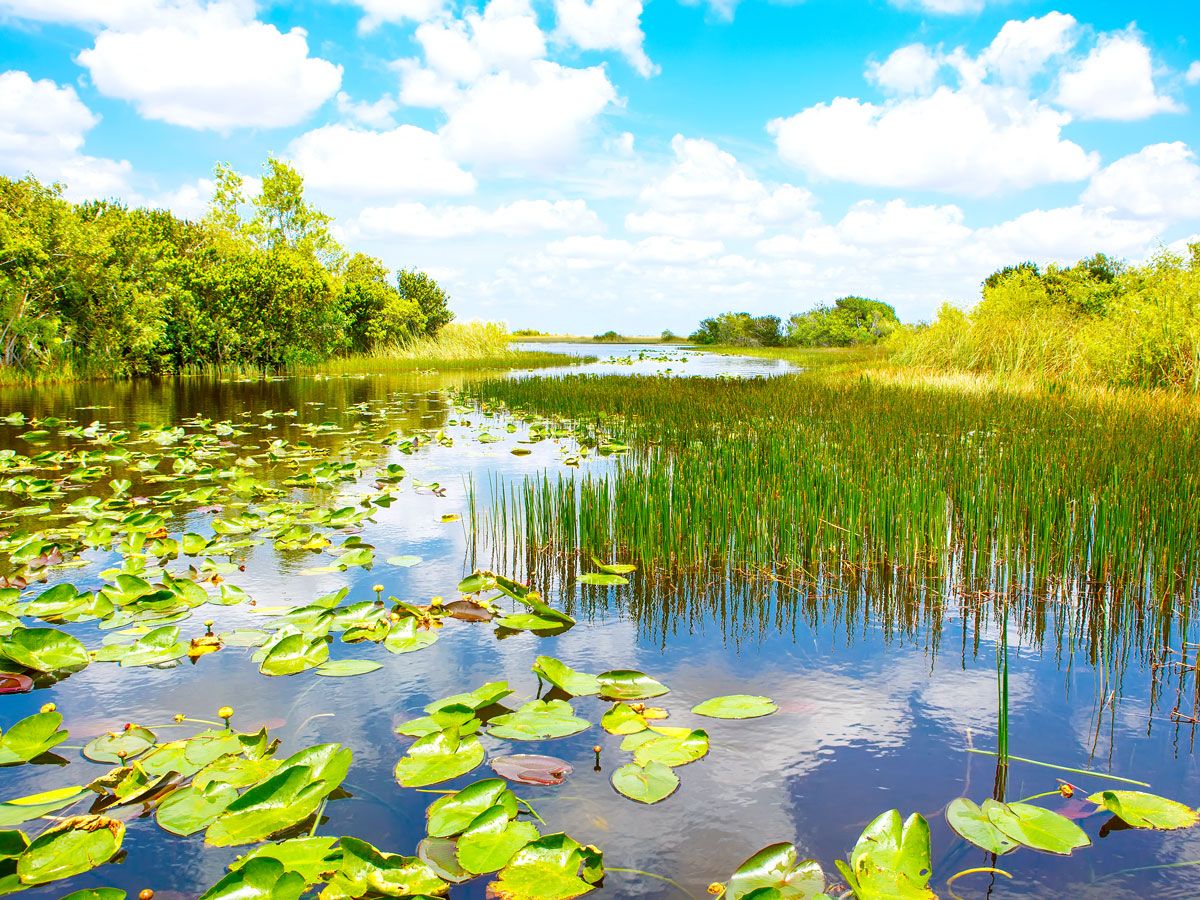 Marshy landscape of Everglades National Park in Florida