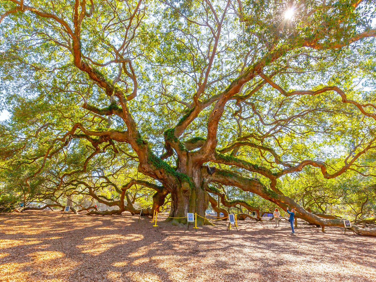 People taking pictures of Angel Oak tree in South Carolina