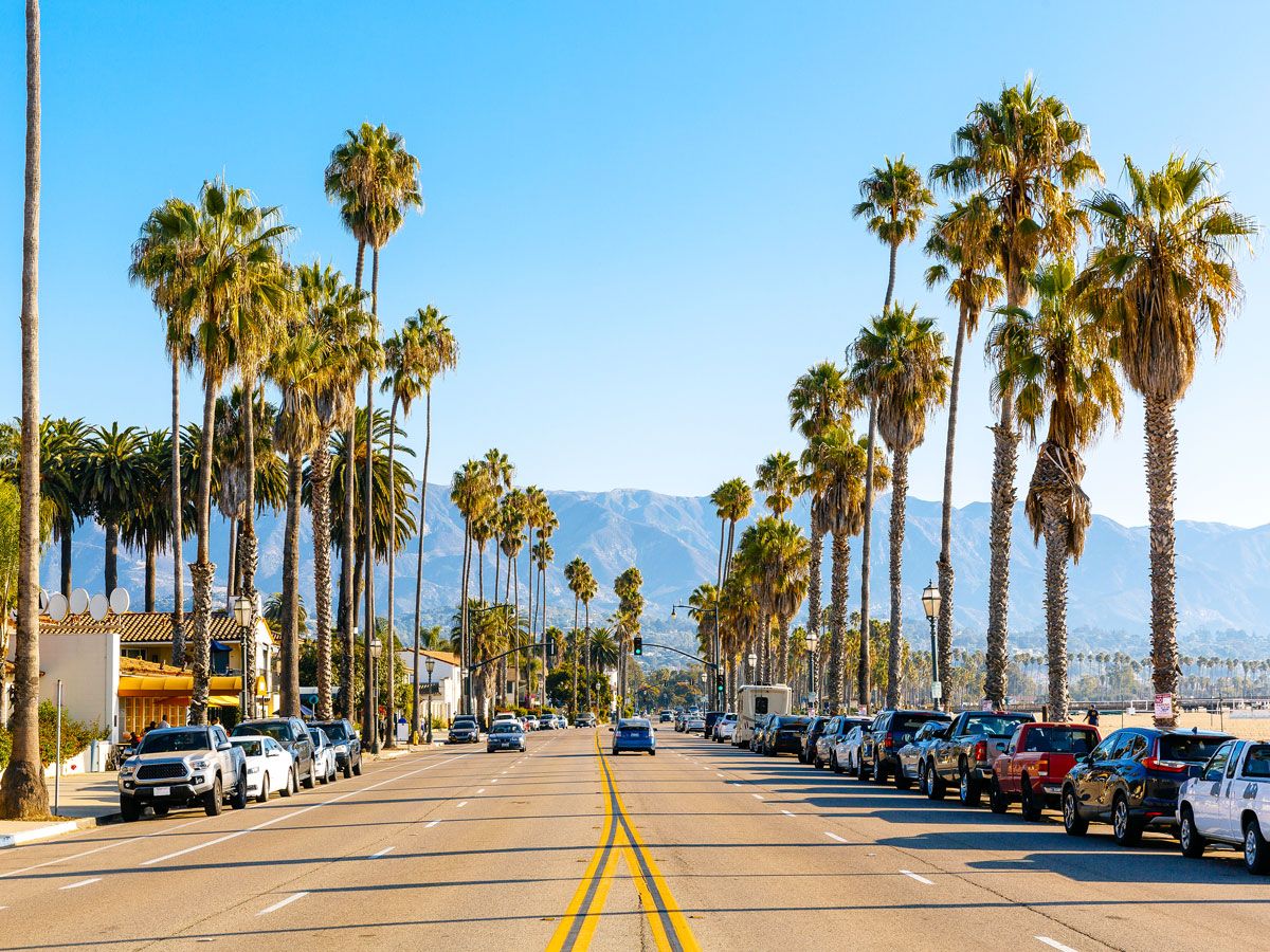 Palm trees along beach in Santa Barbara, California