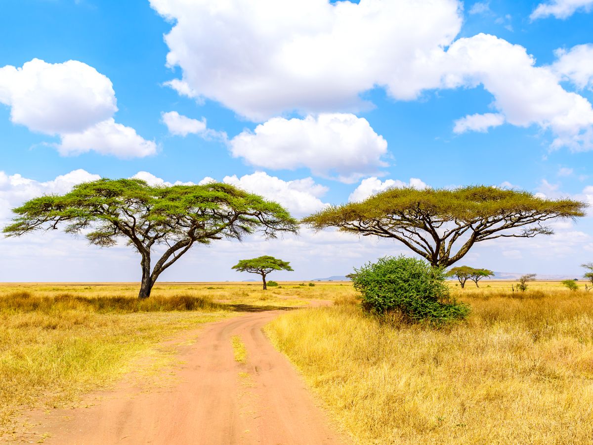 Dirt road through Serengeti National Park in Tanzania