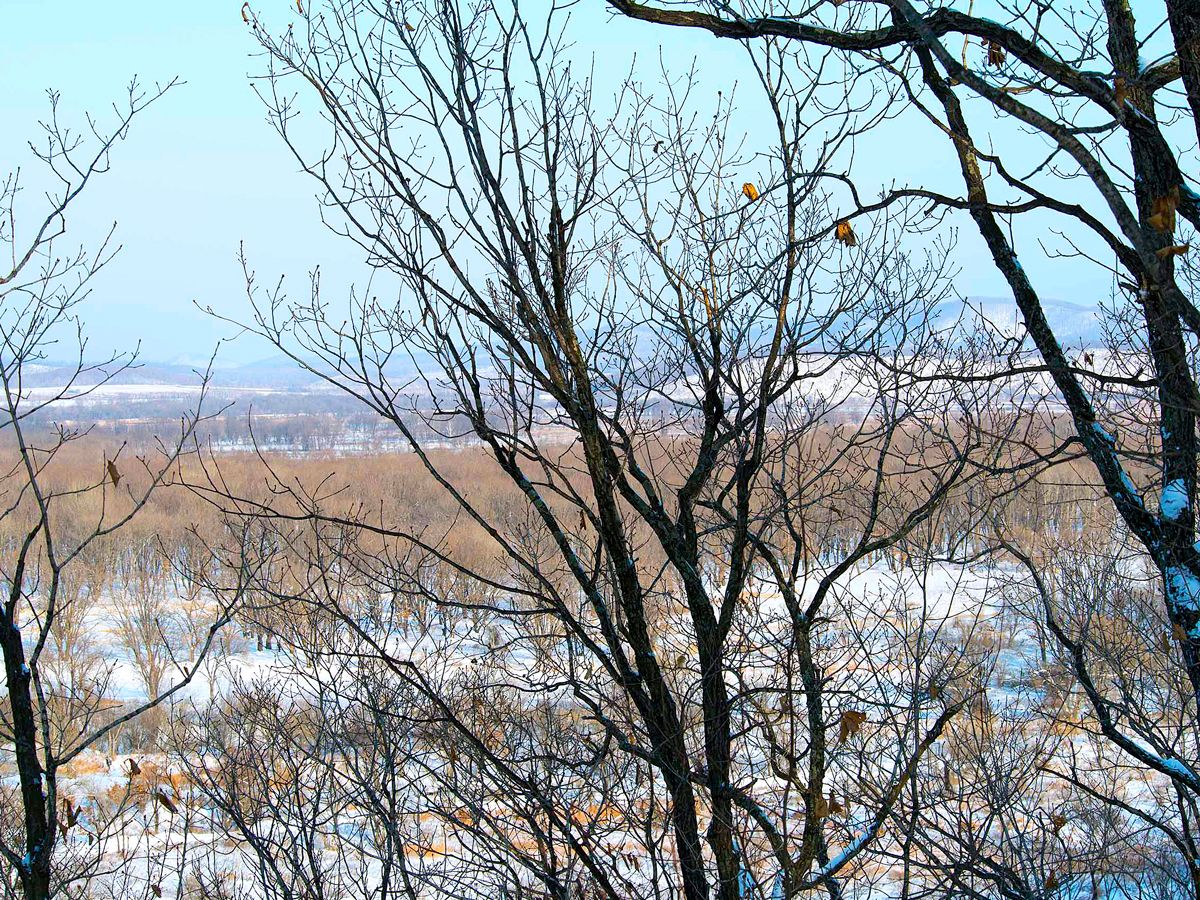 Bare trees and snowy landscape in Klyuchi, Russia