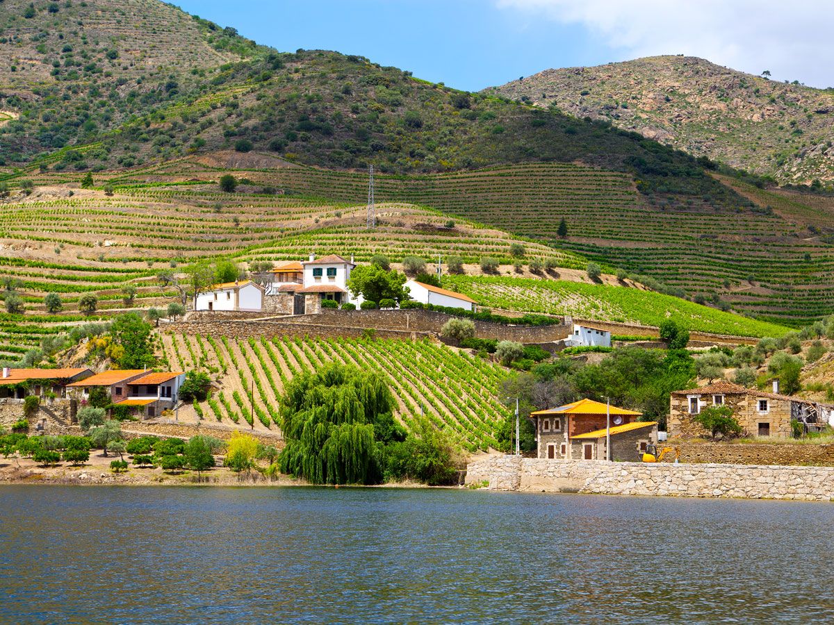 Rolling hills and vineyards in the Douro Valley of Portugal