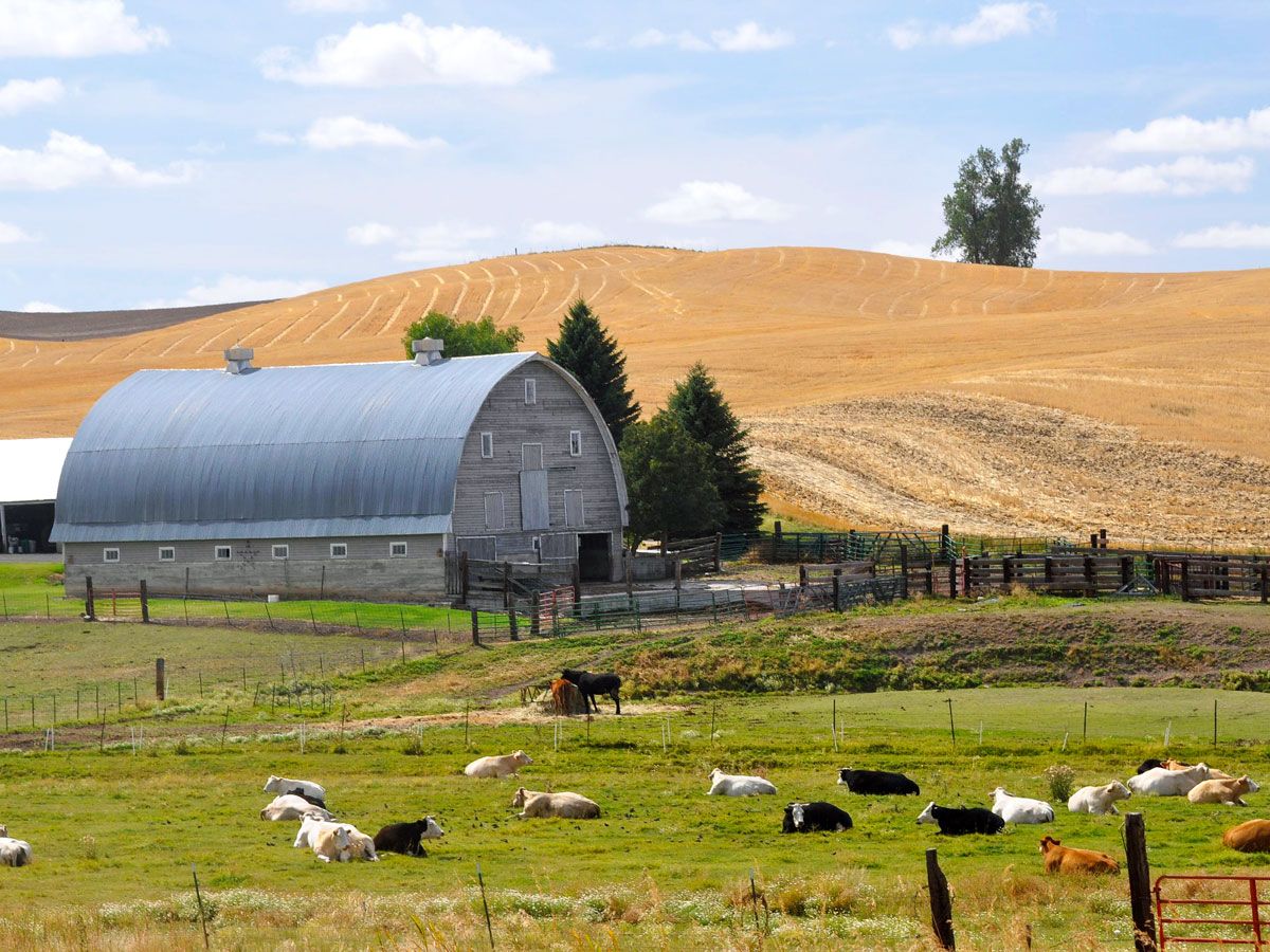 Cows on farm in the Palouse region of the Northwest U.S.