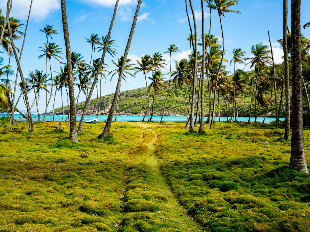 Palm trees along coast of St. Vincent and the Grenadines