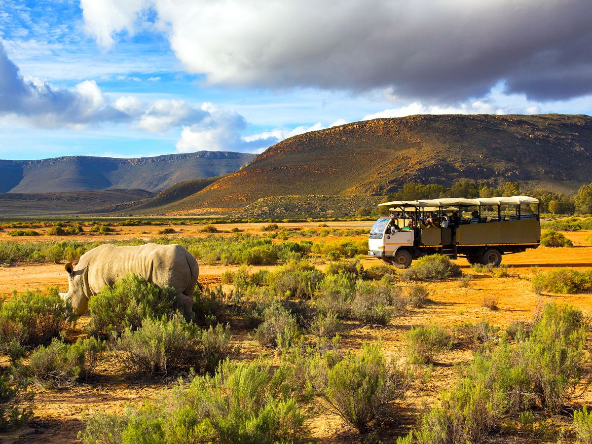 Rhino and safari truck in Western Cape, South Africa