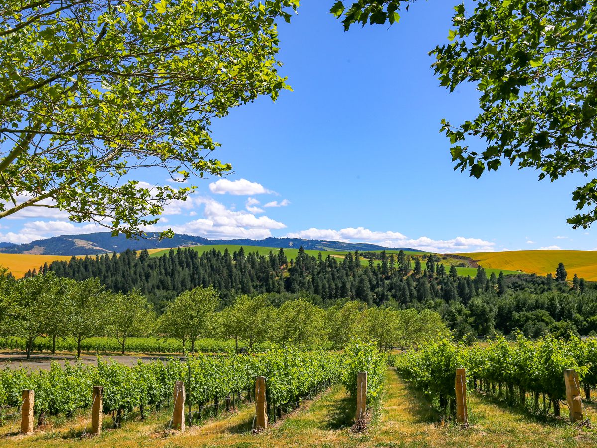Vineyard on rolling hills in Washington's Walla Walla Valley