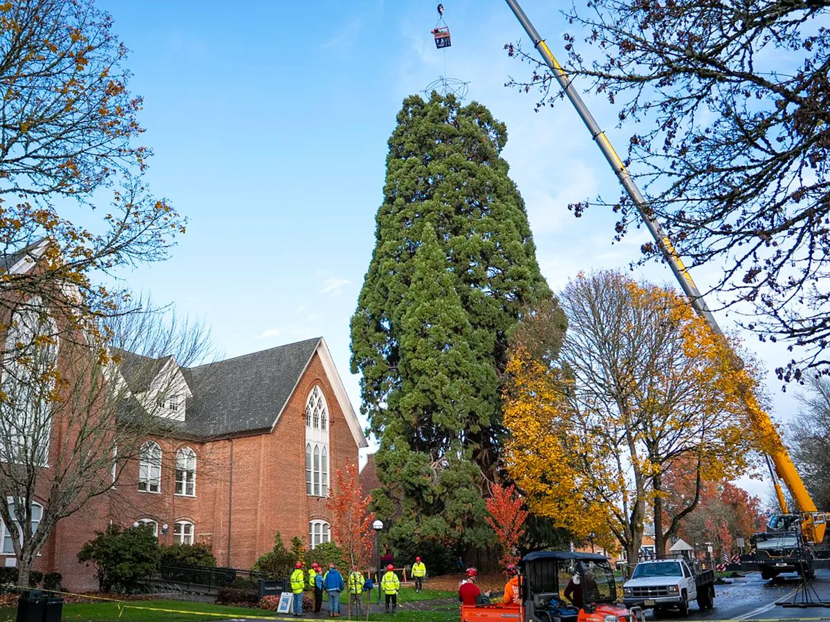 Crews installing decorations on the Western Oregon University Christmas Tree