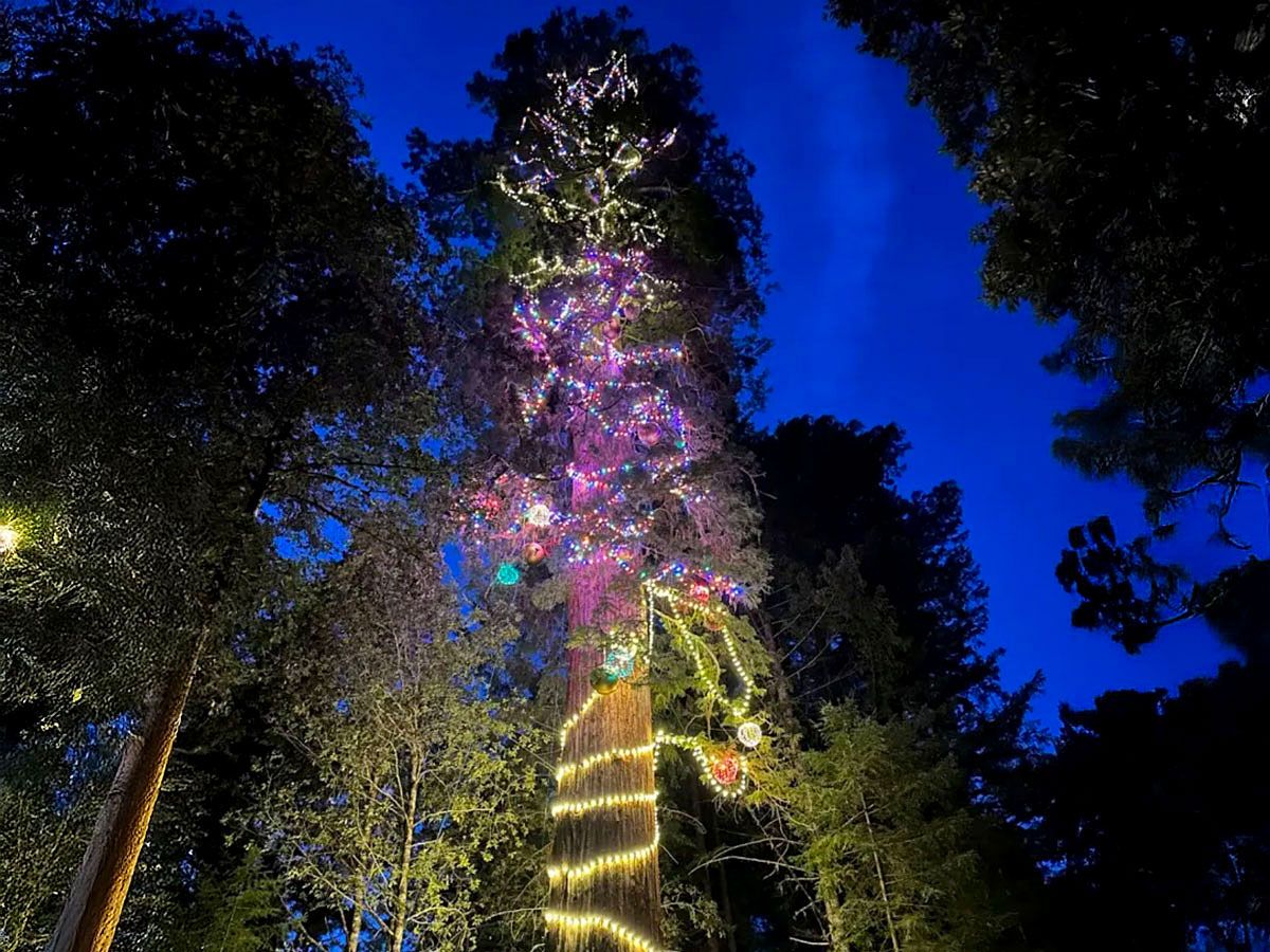 Mr. Skunk’s Giant Christmas Tree decorated with lights in Willits, California