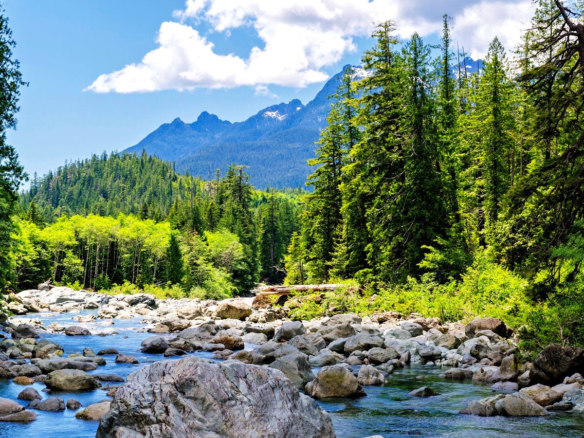 Creek running through forest and mountains of Vancouver Island