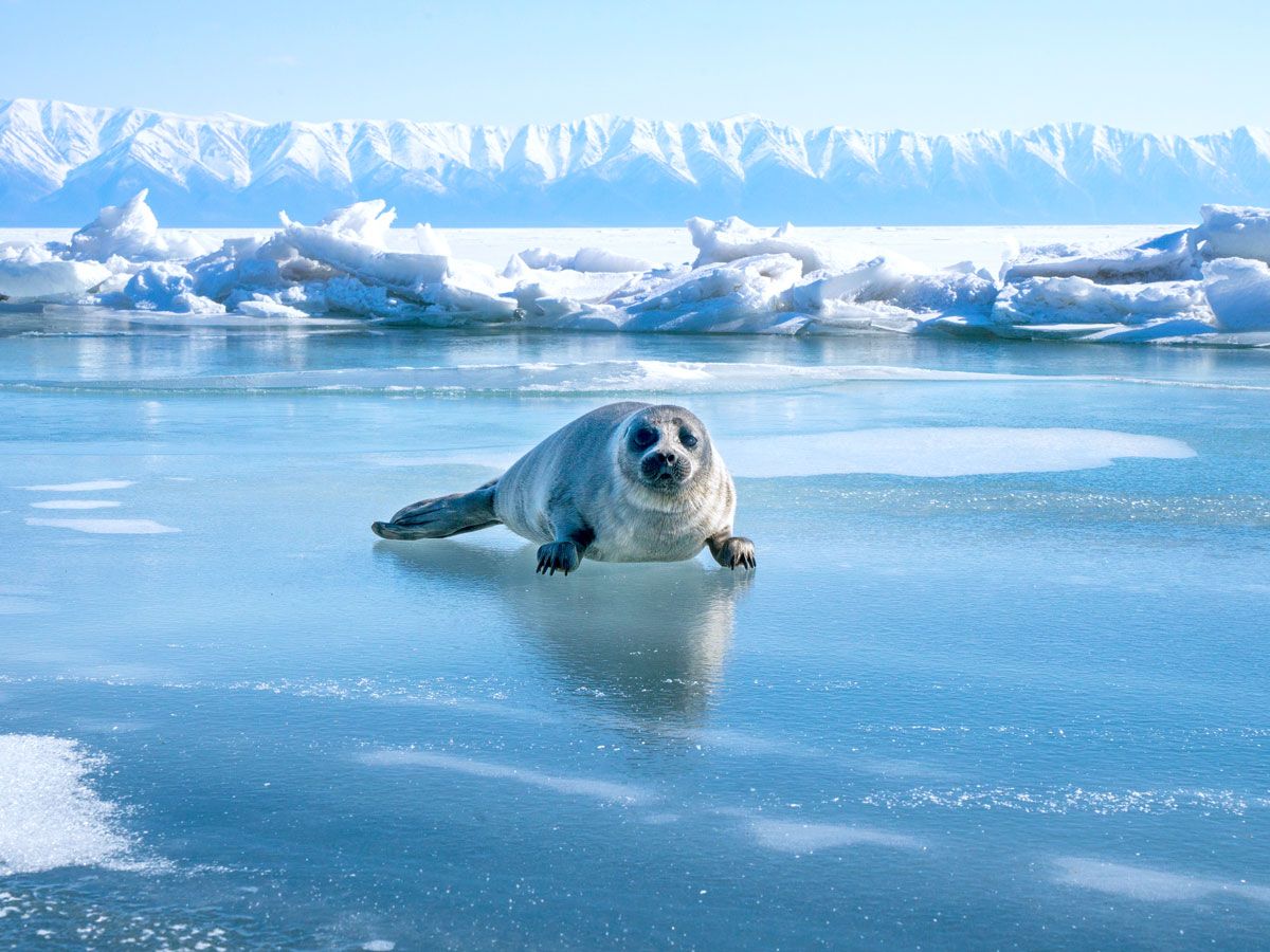 Baby Baikal seal on the ice of Lake Baikal in winter