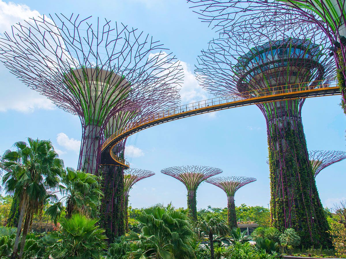 View of canopy walkway between the "Supertrees" of Singapore's Gardens by the Bay
