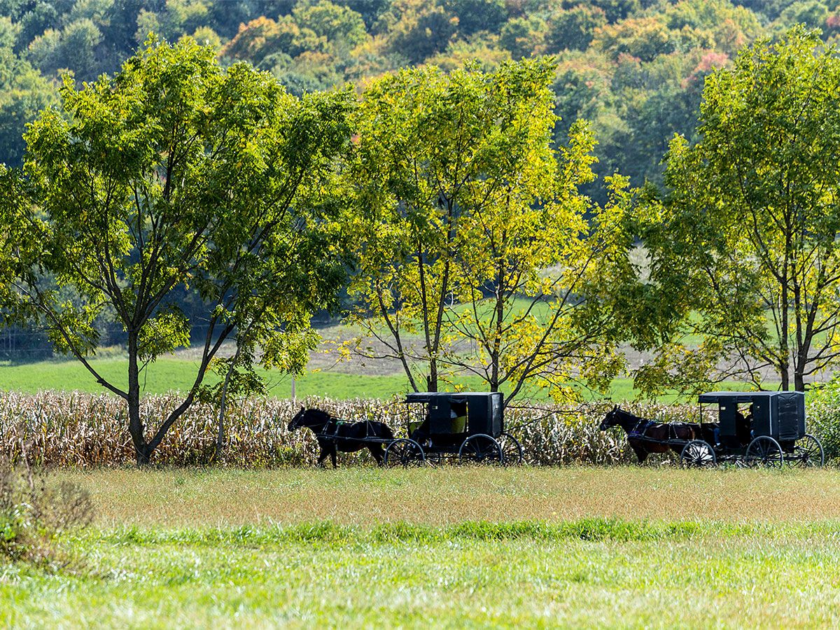 Horses and wagons in Holmes County, Ohio