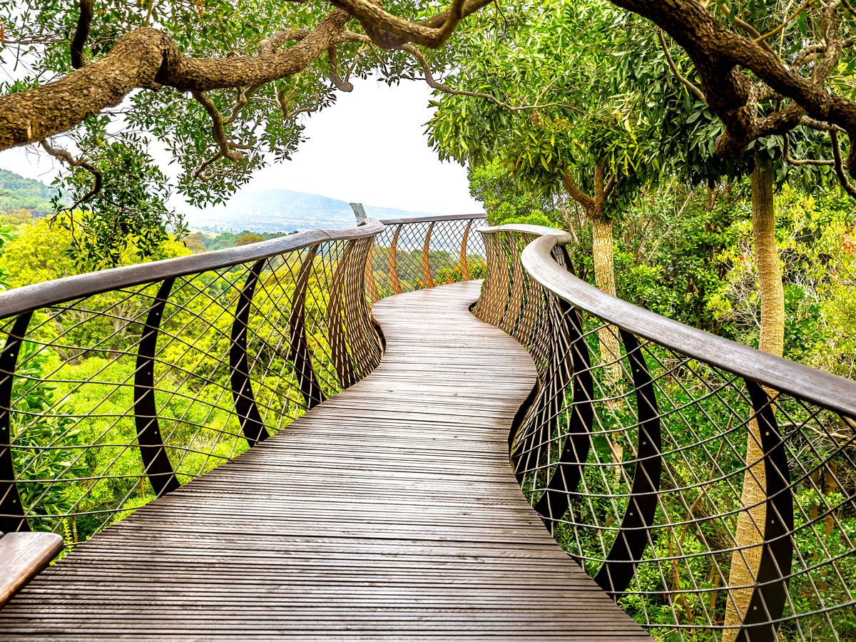 Winding canopy walkway in Cape Town’s Kirstenbosch National Botanical Garden 