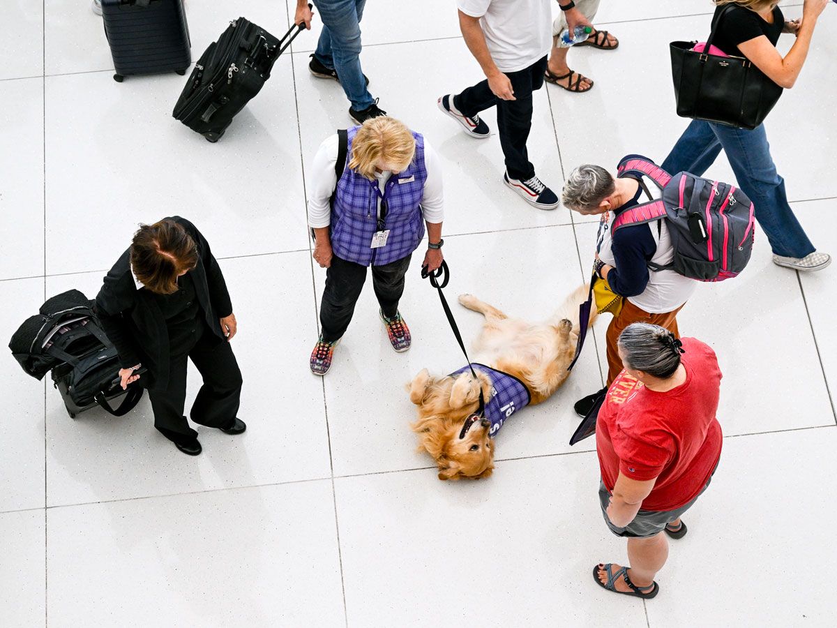 Passengers surrounding therapy dog in airport terminal, seen from above