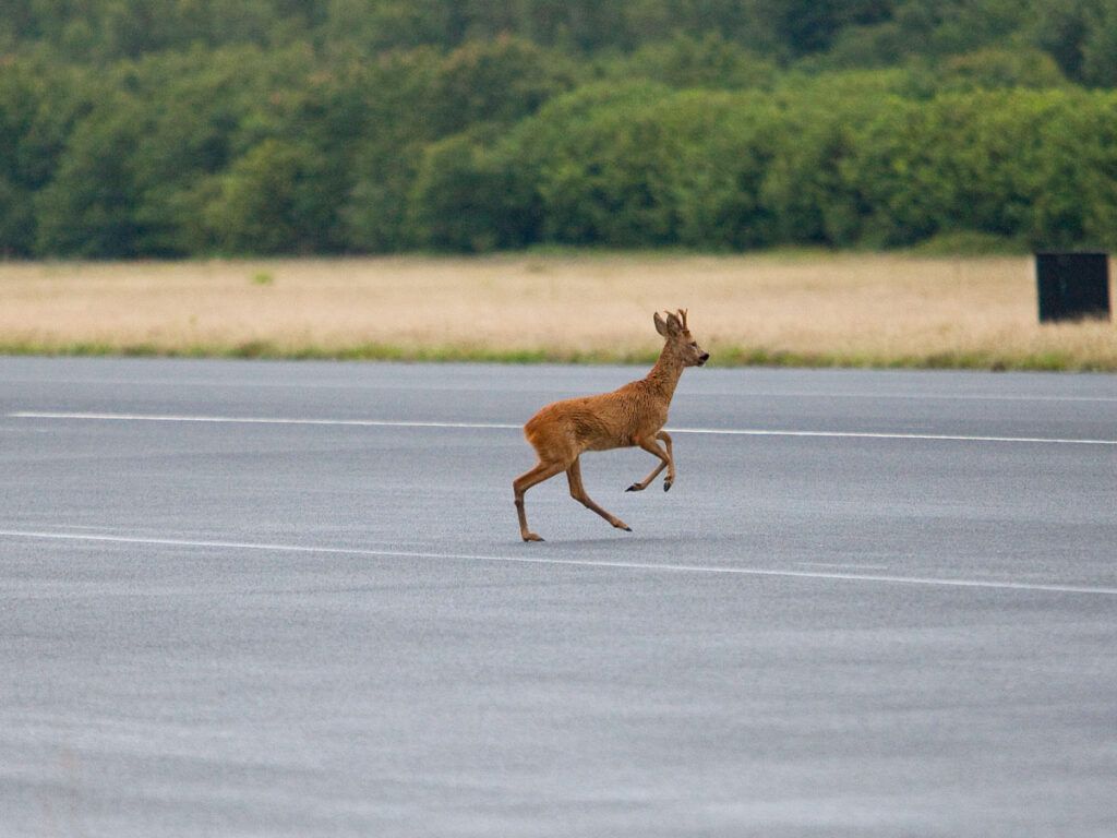 Deer on airport runway