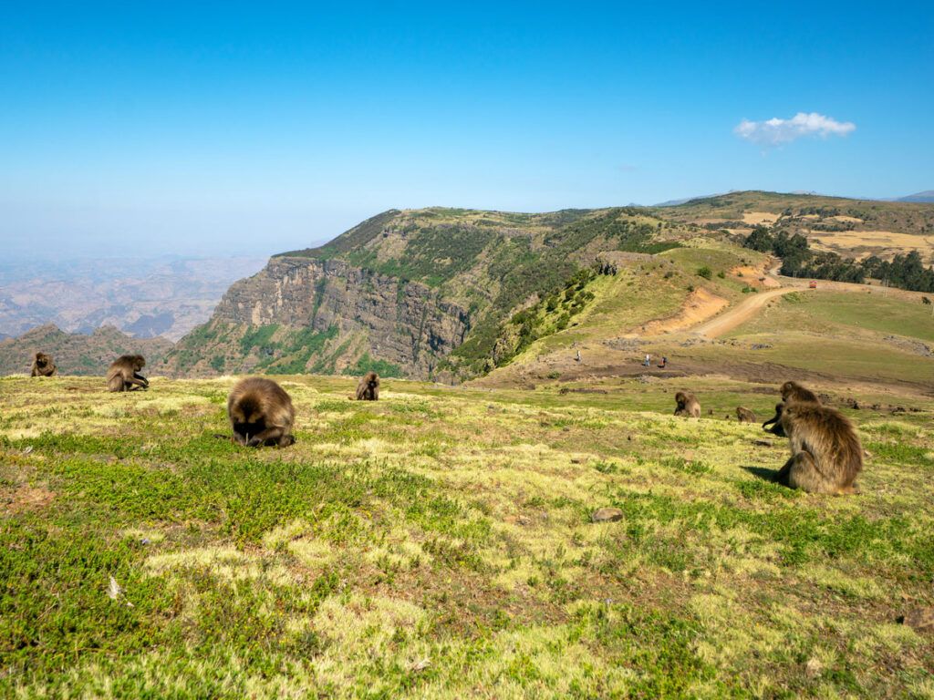 Monkeys grazing on mountain in Ethiopia