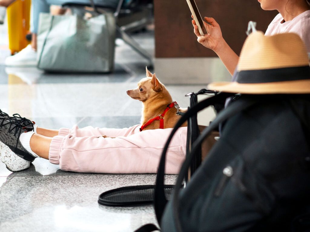 Traveler sitting with small dog in airport